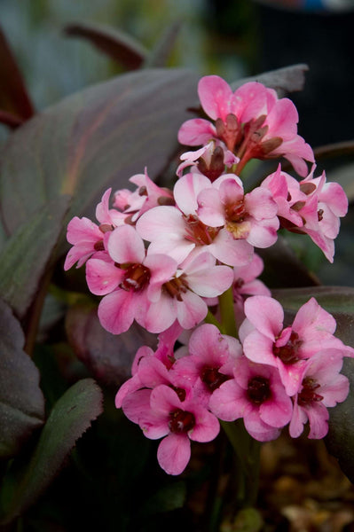 Bergenia 'Pink Dragonfly'