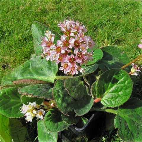 Bergenia ciliata 'Dumbo'