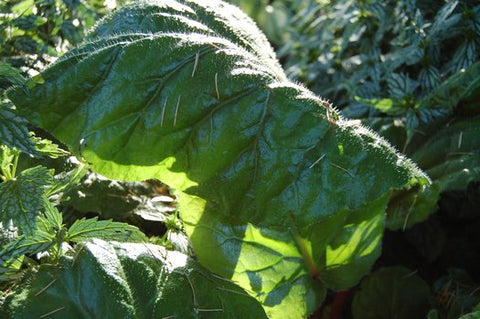 Bergenia ciliata