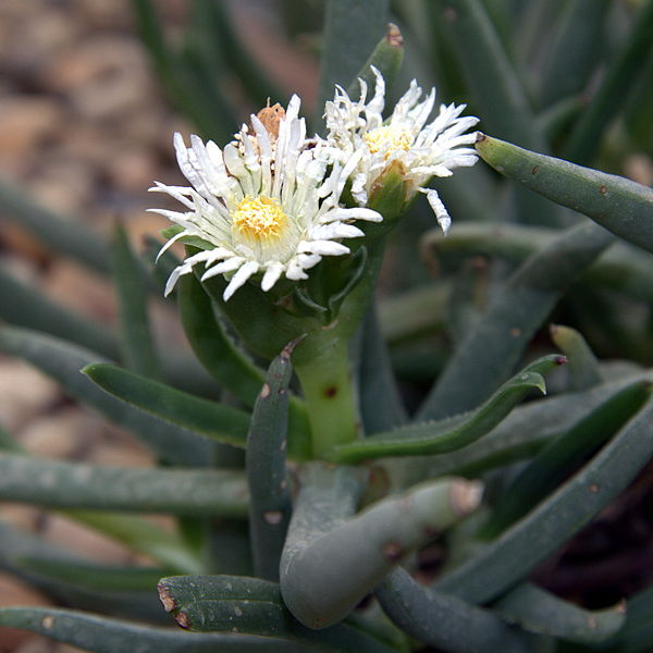 Bergeranthus sp