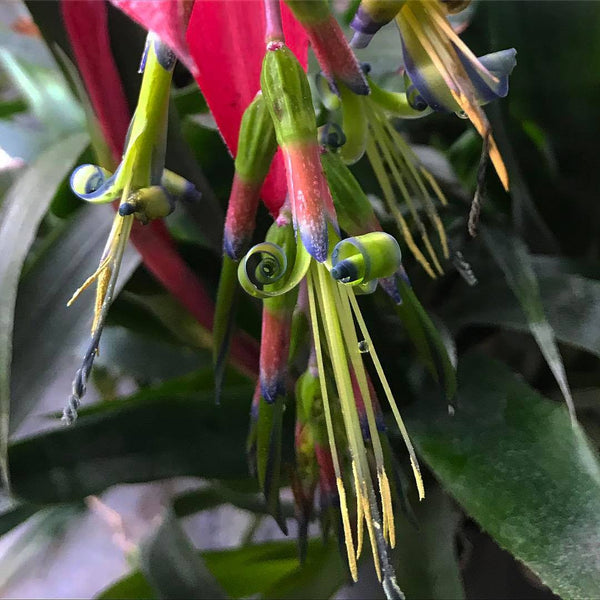 Billbergia nutans