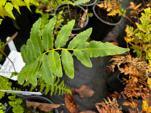 Blechnum chilense (aka Blechnum cordatum)