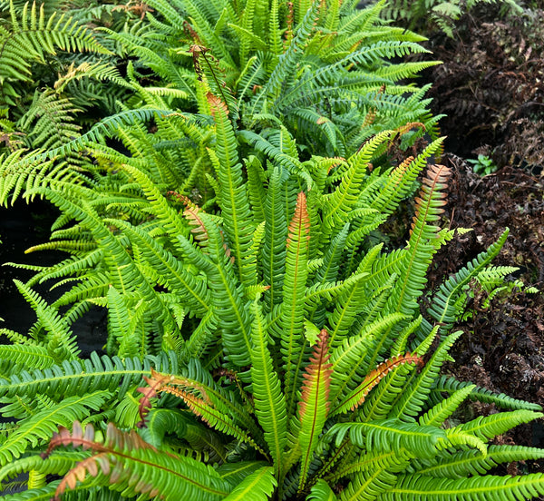 Blechnum spicant (aka Deer Fern)