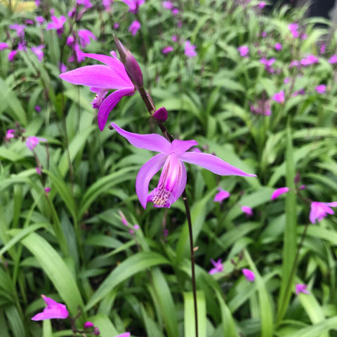 Bletilla striata ‘Yokohama'