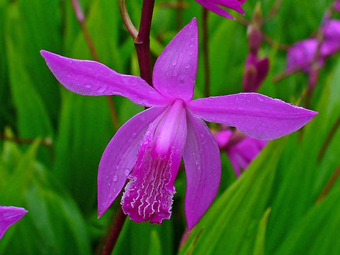 Bletilla striata [solid rose/purple]