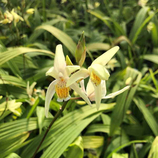 Bletilla ochracea 'Chinese Butterfly'