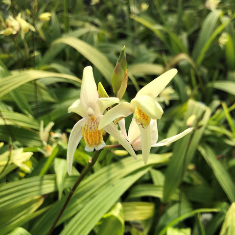 Bletilla ochracea 'Chinese Butterfly'