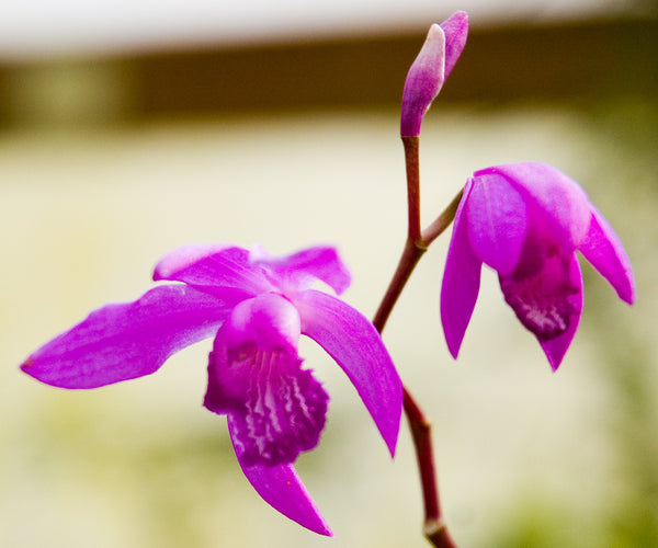 Bletilla striata (aka Bletilla hyancinthina)