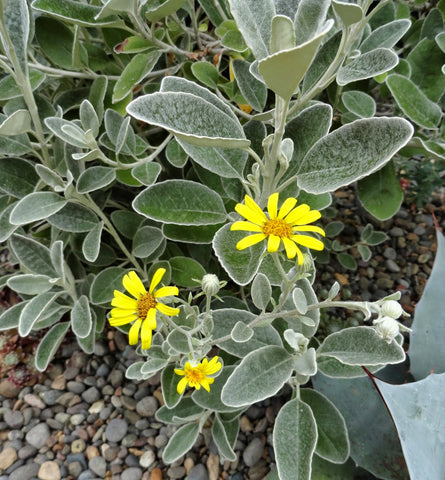 Brachyglottis greyii ( Senecio greyii)