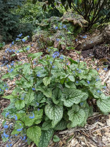 Brunnera macrophylla 'Alexander's Great'