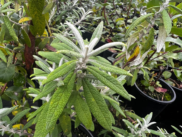 Buddleja loricata