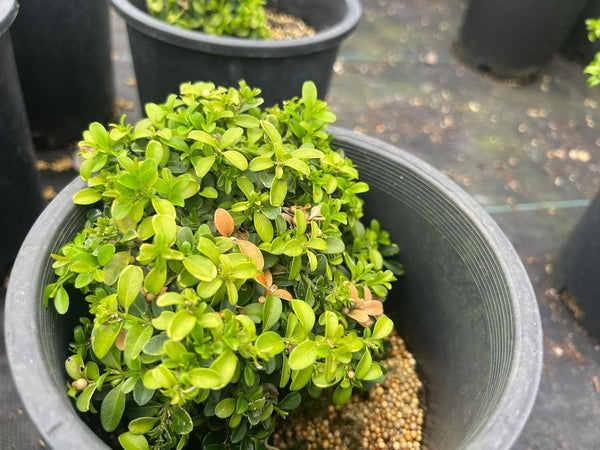 Buxus microphylla 'Kingsville'