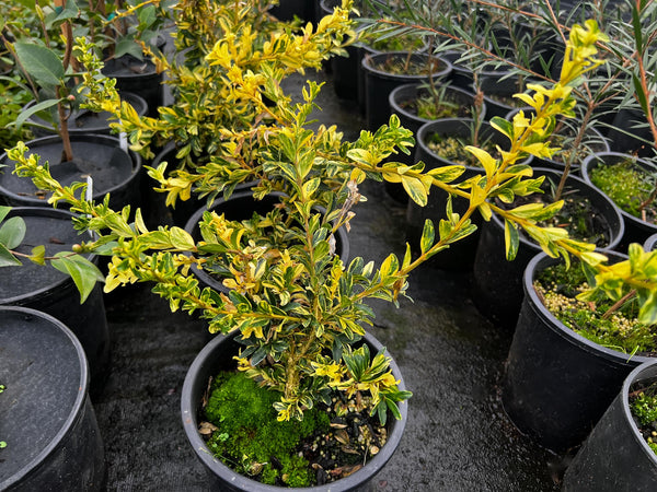 Buxus sempervirens 'Aurea Pendula'