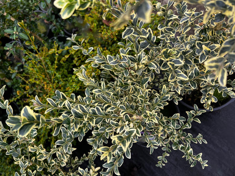 Buxus sempervirens 'Variegata'