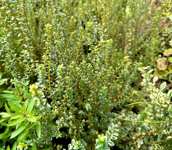 Cassinia fulvida (aka Golden Cottonwood)