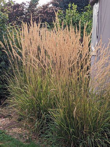 Calamagrostis x acutiflora 'Karl Foerster'