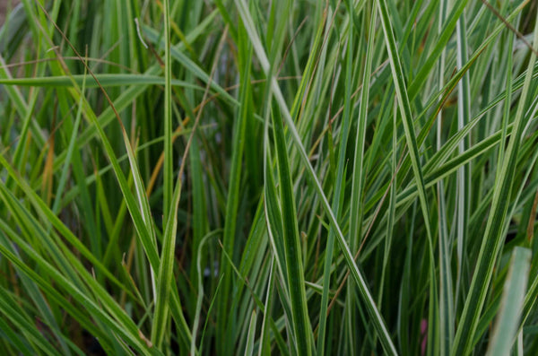 Calamagrostis acutiflora 'Overdam'