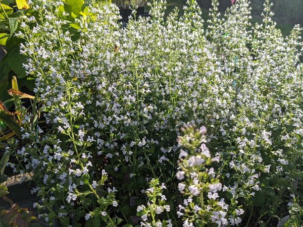 Calamintha nepeta 'Montrose White'