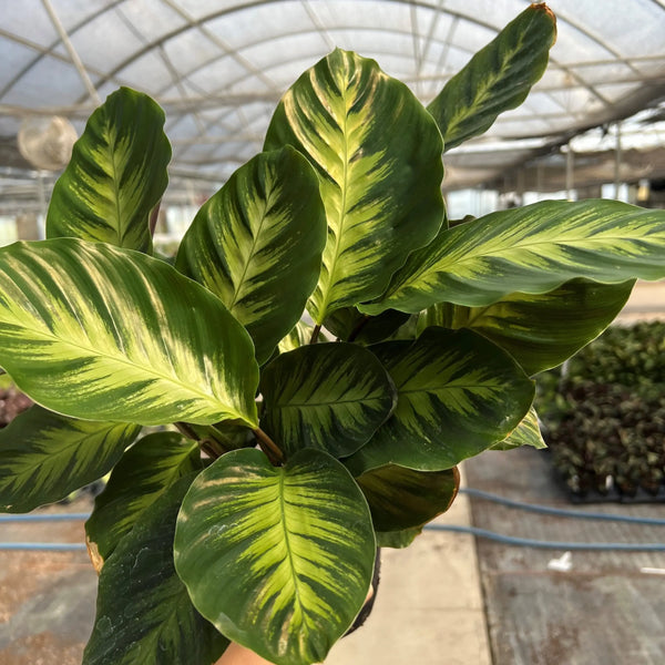 Goeppertia 'Misto' (aka Calathea 'Misto')