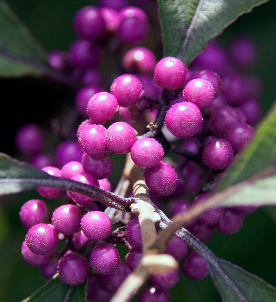 Callicarpa 'NCCX2' (aka Pearl Glam®)