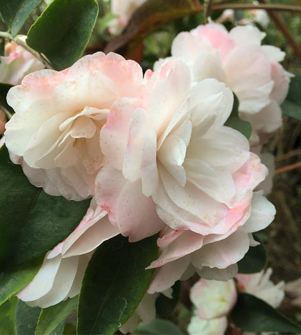 Camellia x lutchuensis ‘Cinnamon Cindy’