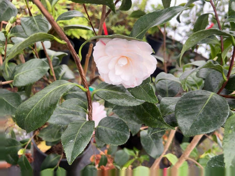 Camellia japonica 'April Dawn'