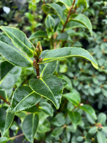 Camellia 'Black Tuxedo'