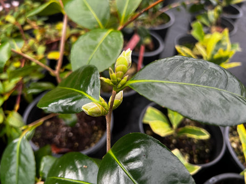 Camellia japonica 'Korean Fire'