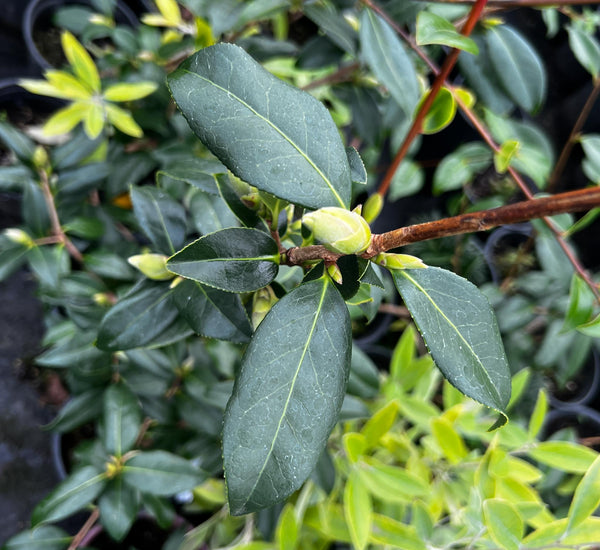 Camellia x williamsii 'Mary Christian'