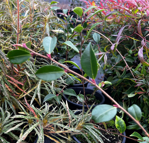 Camellia 'Mino No Hana'