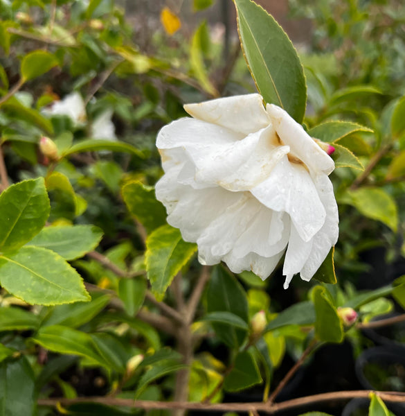 Camellia sasanqua 'Winter's Snowman'