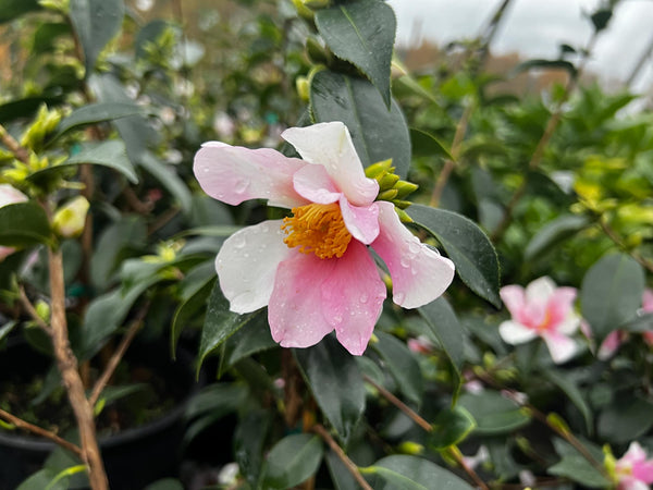 Camellia x 'Yume' (aka C. sasanqua 'Yume'