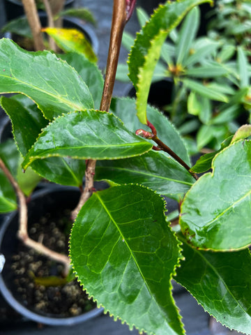 Camellia japonica 'Black Magic'