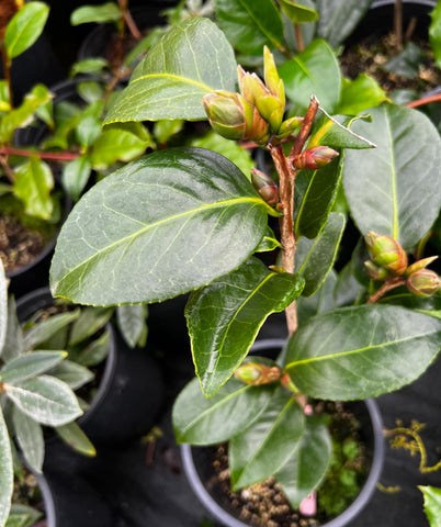 Camellia japonica 'Bob Hope'