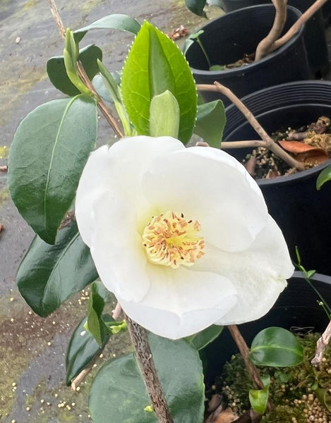 Camellia  japonica 'Korean Snow'