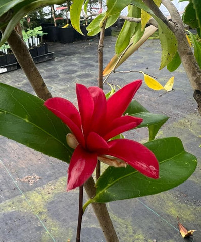 Camellia japonica 'Kujaku Tsubaki'