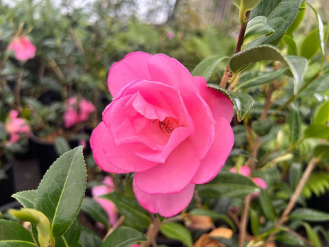 Camellia x williamsii 'Taylor's Perfection'