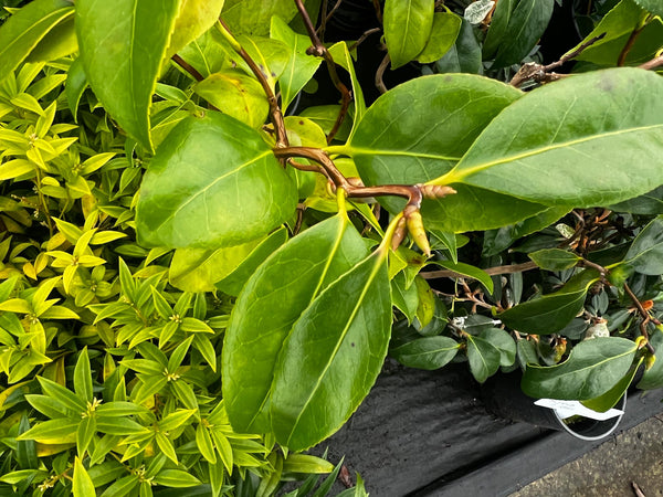 Camellia japonica 'Unryu'