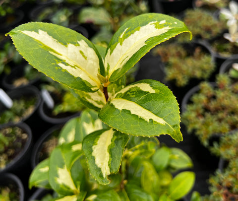 Camellia japonica 'Variegata'