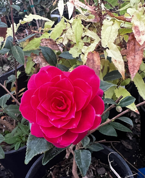 Camellia sasanqua 'Purple Haze'