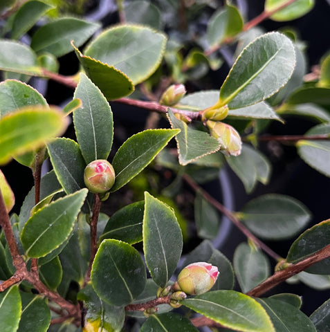 Camellia sasanqua 'Yuletide'