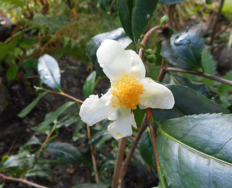 Camellia sinensis (aka Tea Camellia)