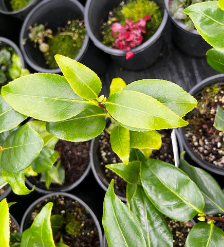 Camellia williamsii 'Jury's Yellow'