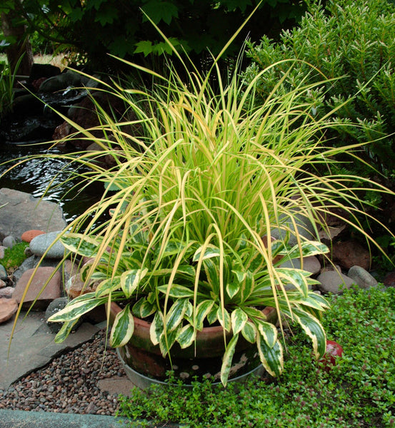 Carex elata 'Bowles Golden'