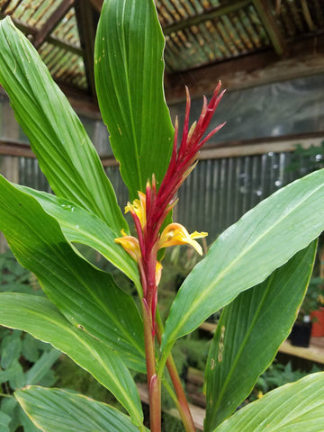 Cautleya spicata