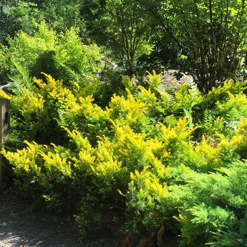 Cephalotaxus harringtonia ’Prostrata’ (Spreading Japanese Plum Yew)