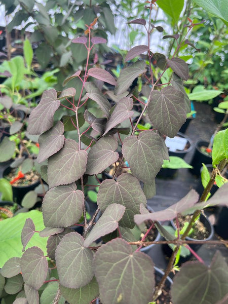 Cercidiphyllum japonicum 'Rotfuchs' (aka 'Red Fox')