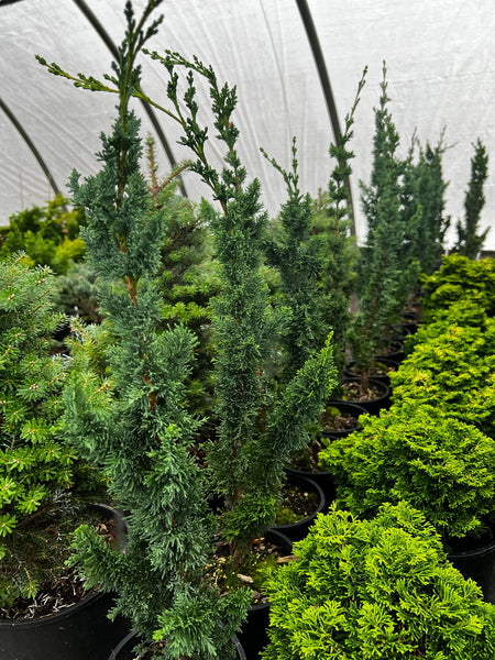 Chamaecyparis lawsoniana 'Wissel's Saguaro'