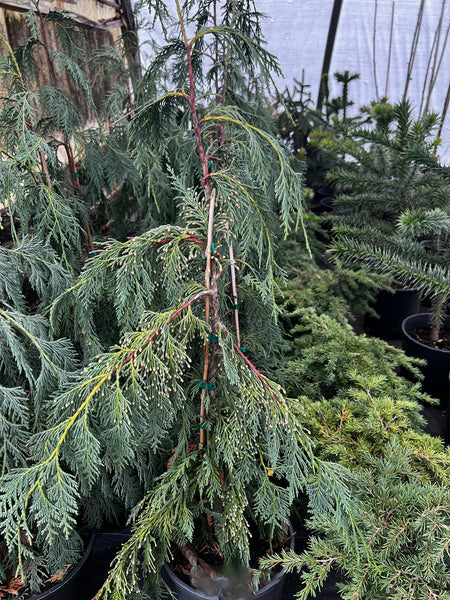 Chamaecyparis nootkatensis 'Green Arrow' (aka Xanthocyparis nootkatensis 'Green Arrow,' Weeping Alaska Cedar)