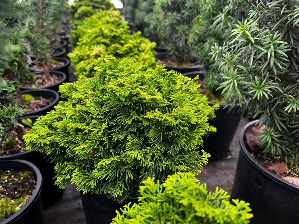 Chamaecyparis obtusa 'Butterball'